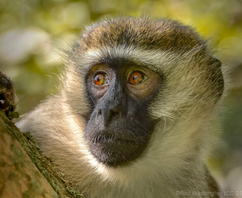 Vervet Monkey portrait