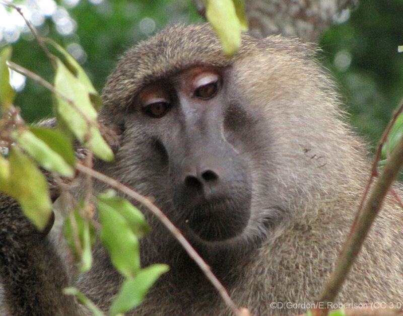 Yellow Baboon, Tanzania