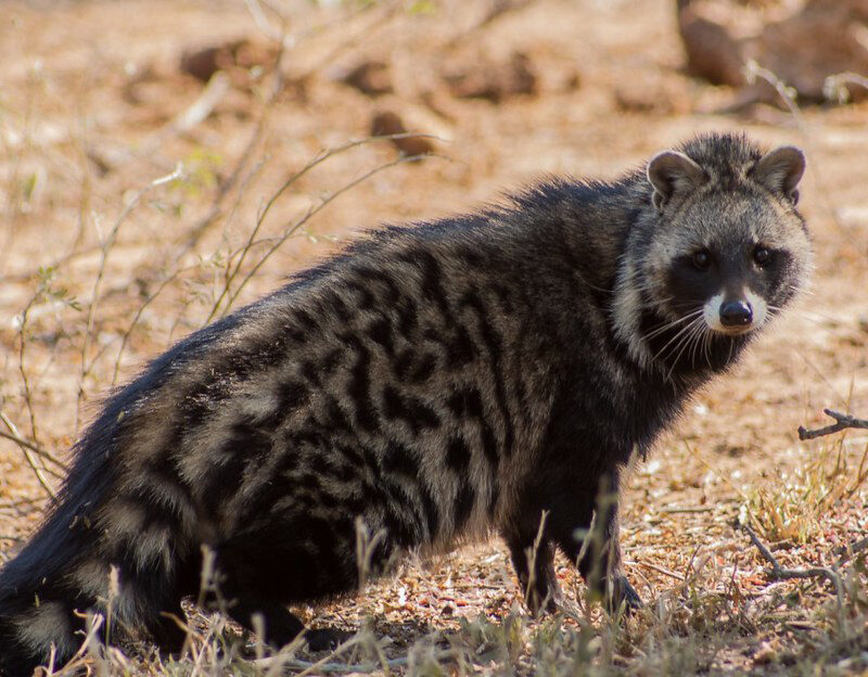 African Civet