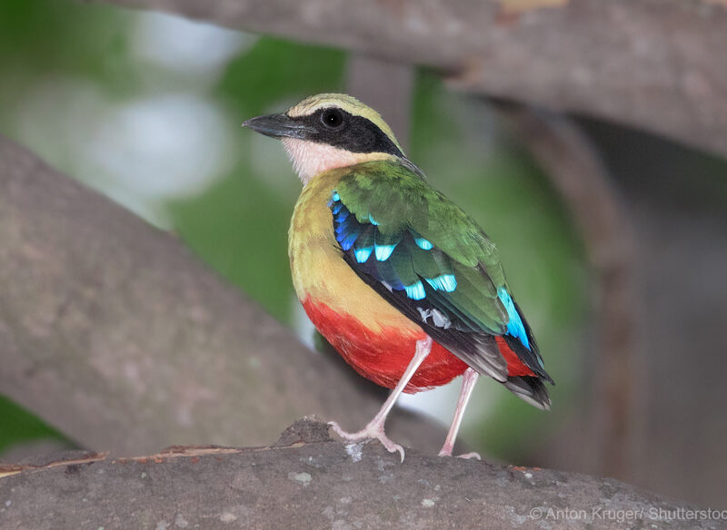 African Pitta