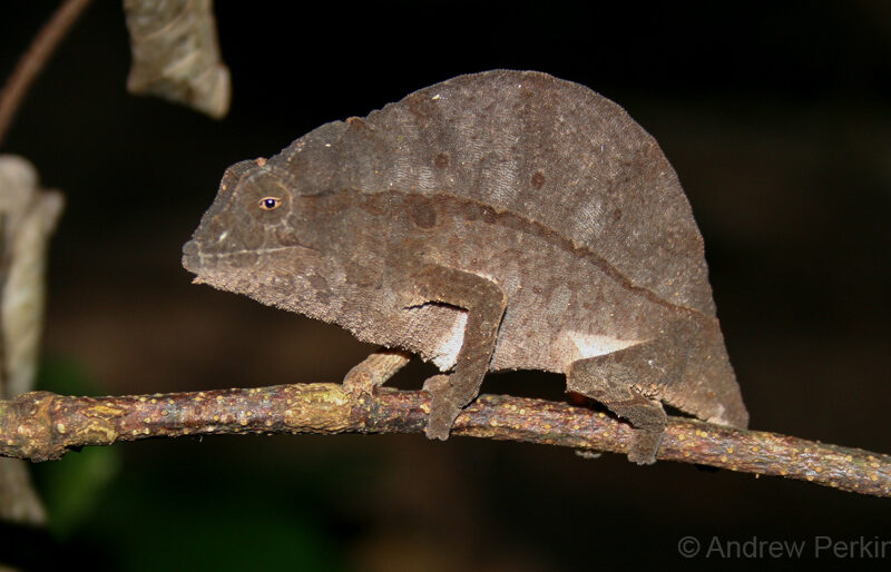 Bearded Pygmy Chameleon on branch