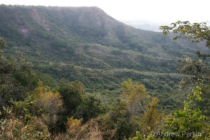 A view of forest landscape, Tanzania