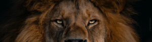 Male Lion eyes close-up