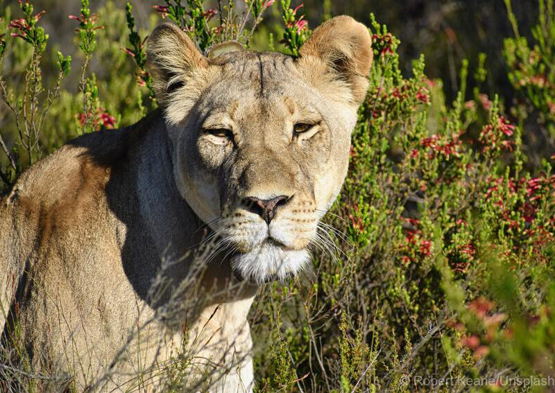 Lioness portrait