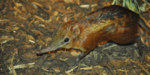 A Chequered Sengi foraging on the ground