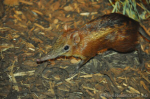 A Chequered Sengi foraging on the ground