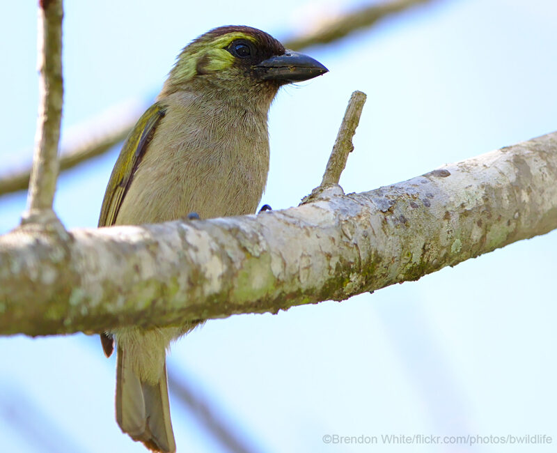 Woodward's Barbet