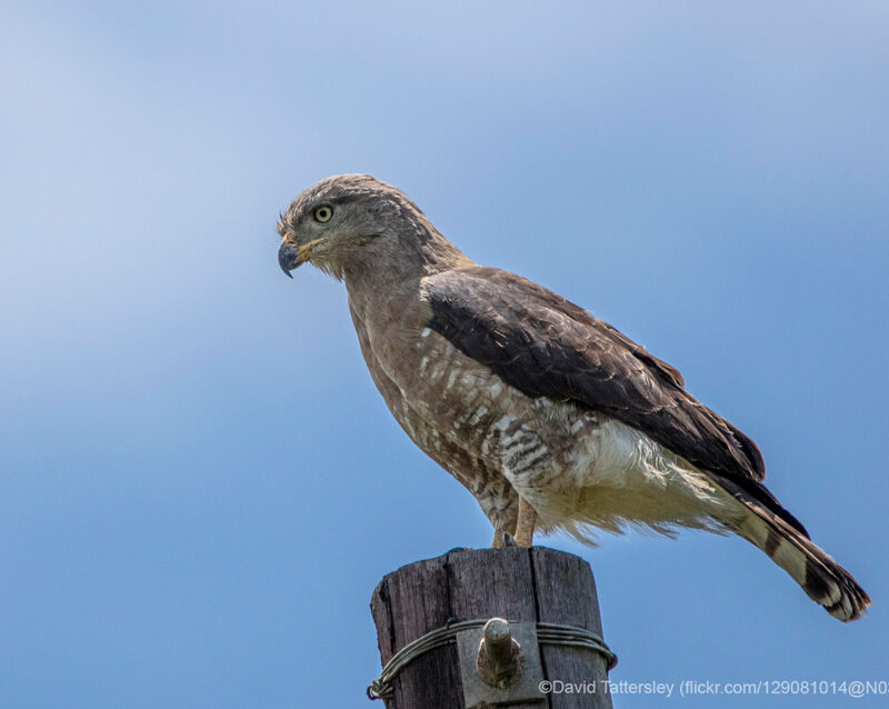 Southern Banded Snake-Eagle