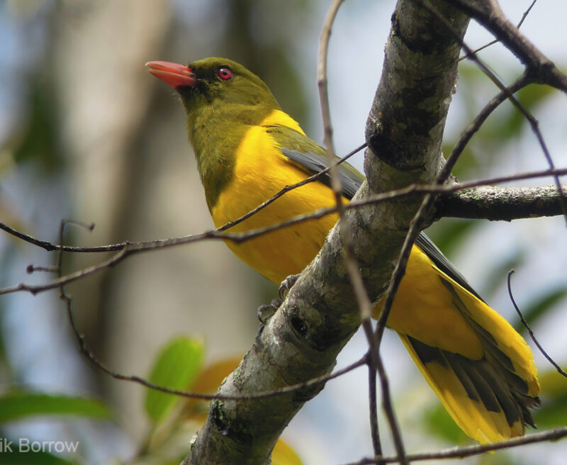 Green-headed-Oriole