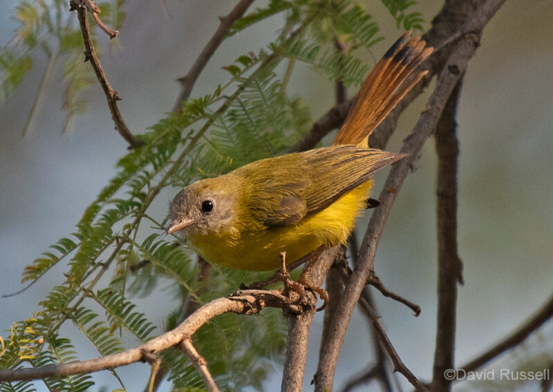 Livingstone's Flycatcher