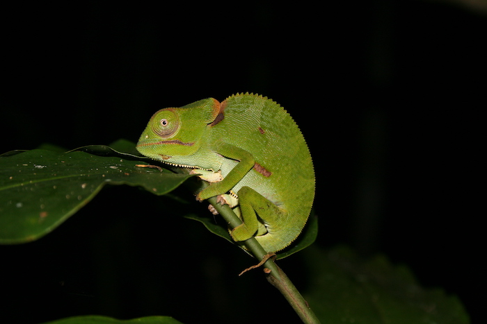 Flap-necked Chameleon