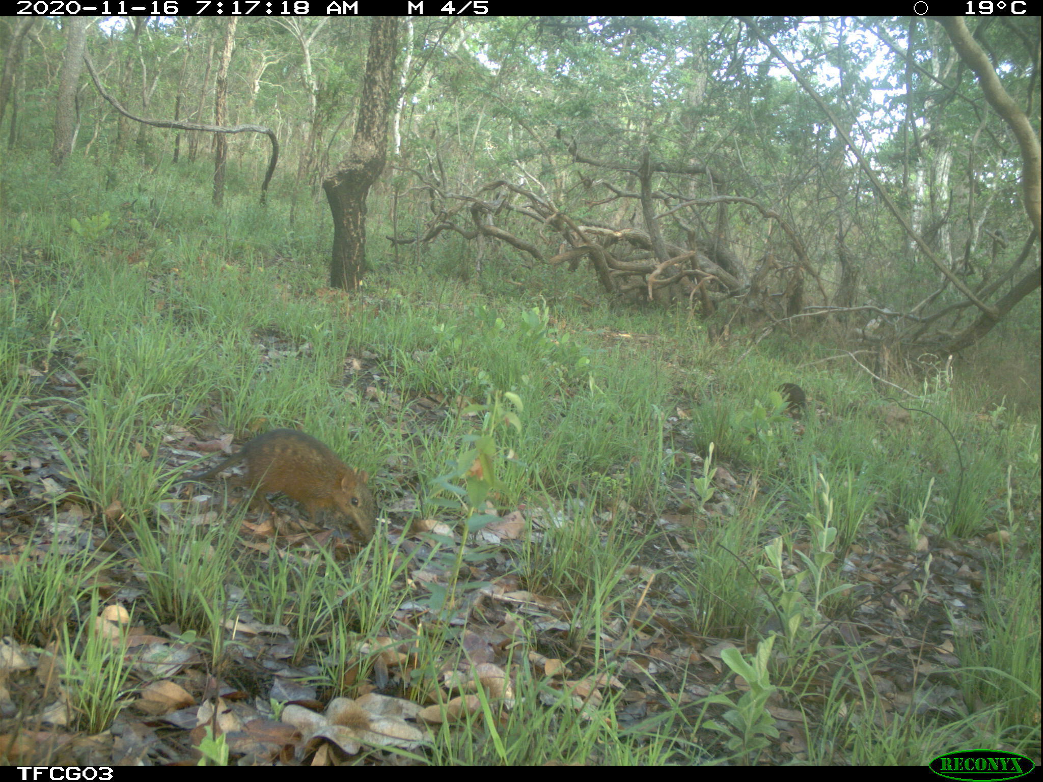 Chequered Elephant Shrew