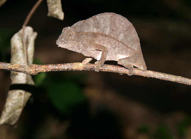 Bearded Pygmy Chameleon