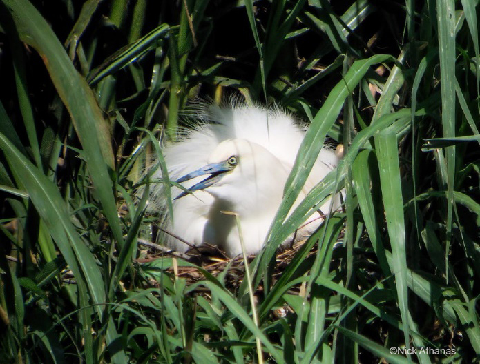 Madagascar Pond Heron