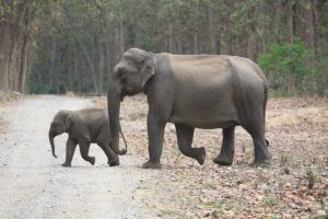 Asian Elephant and calf