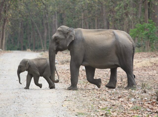 Asian Elephant and calf