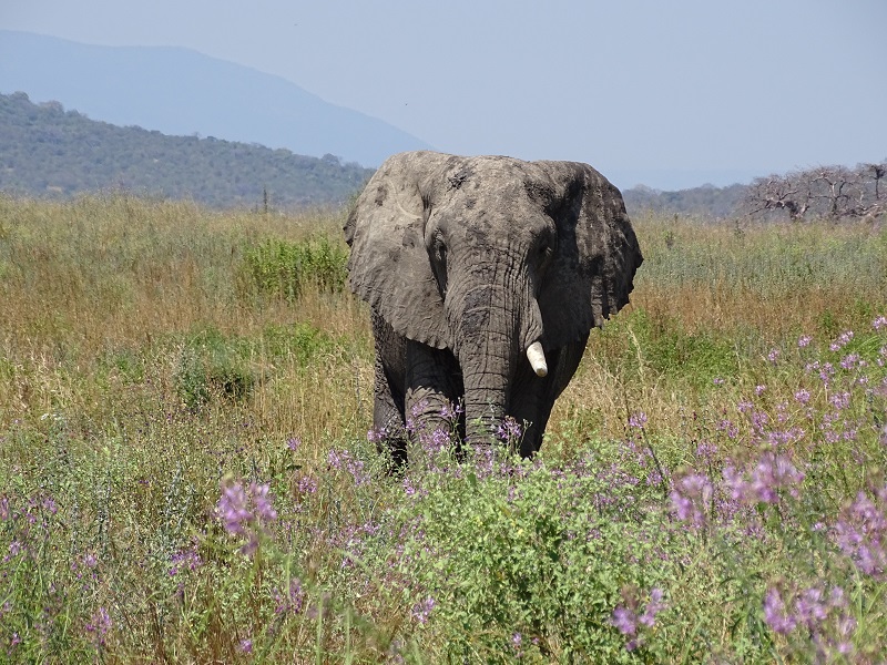 African Elephant