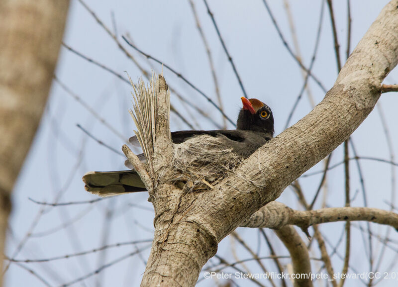 Chestnut-fronted Helmetshrike