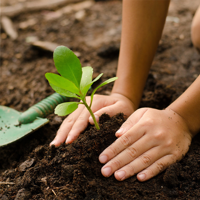 Plant a Tree Programme