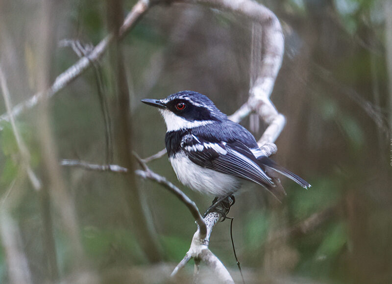 Reichenow's Batis