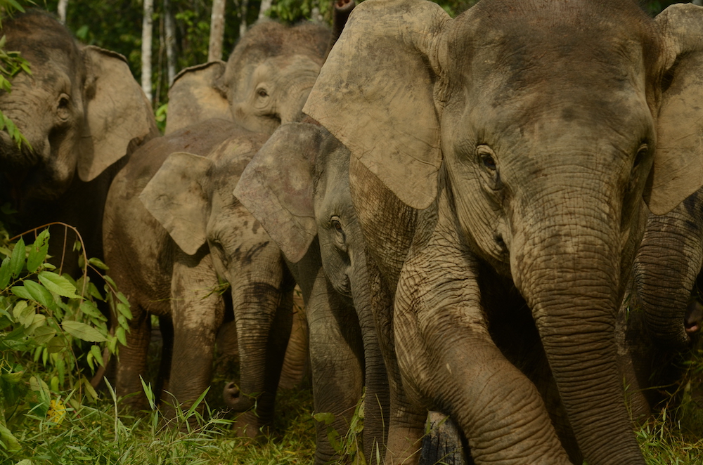 Bornean Elephant herd