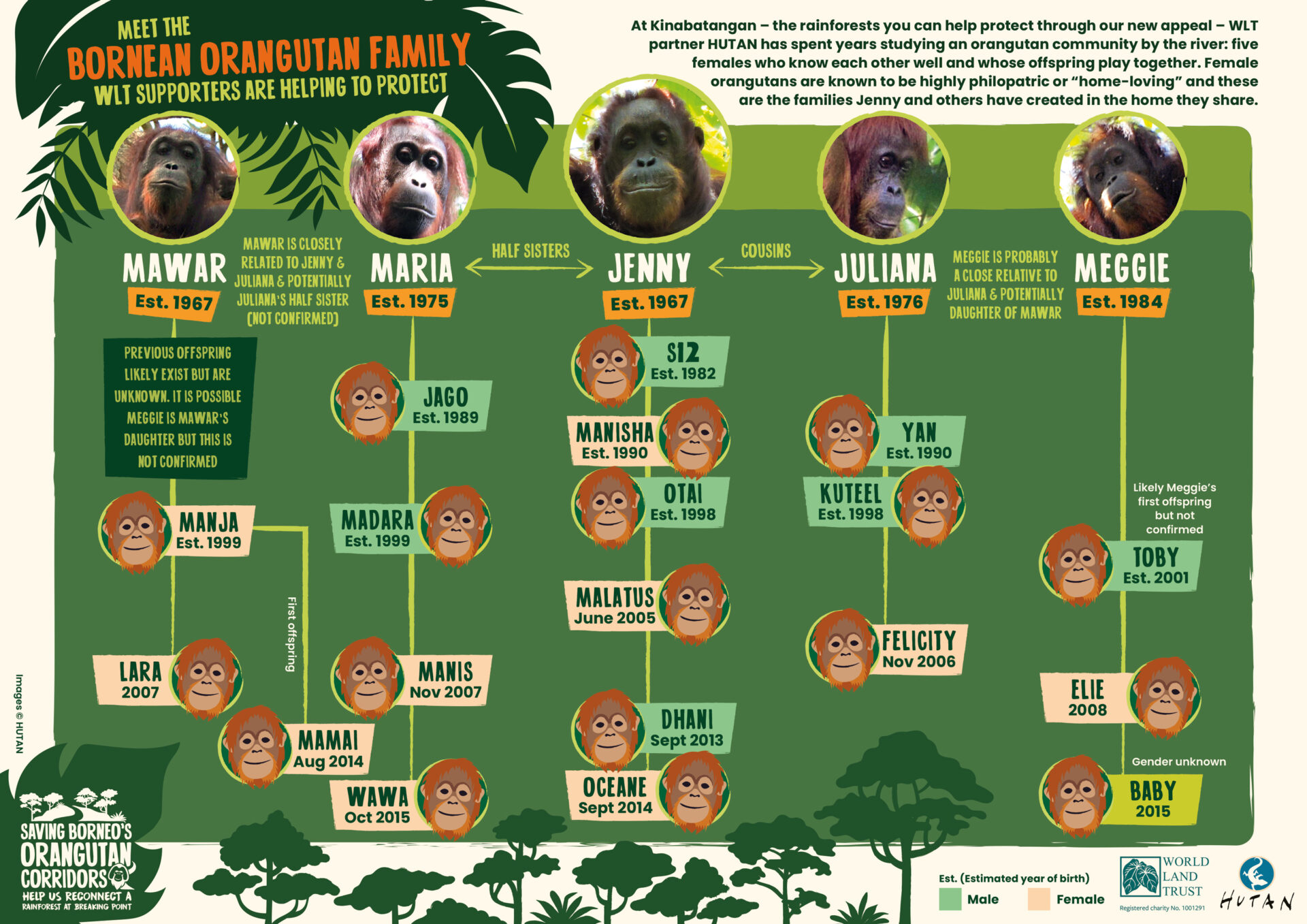 HUTAN Orangutan family tree