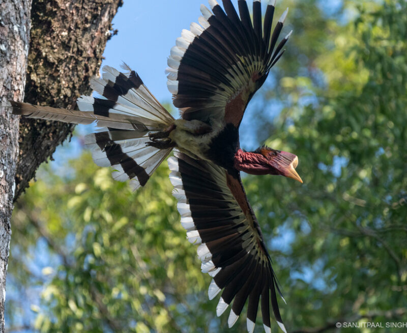 Helmeted Hornbill