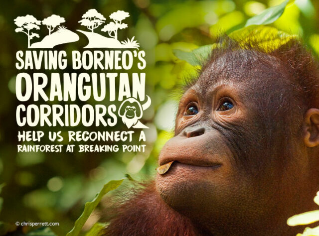 Saving Borneo's Orangutan Corridors: WLT launches new appeal to protect  biodiversity haven on World Rainforest Day