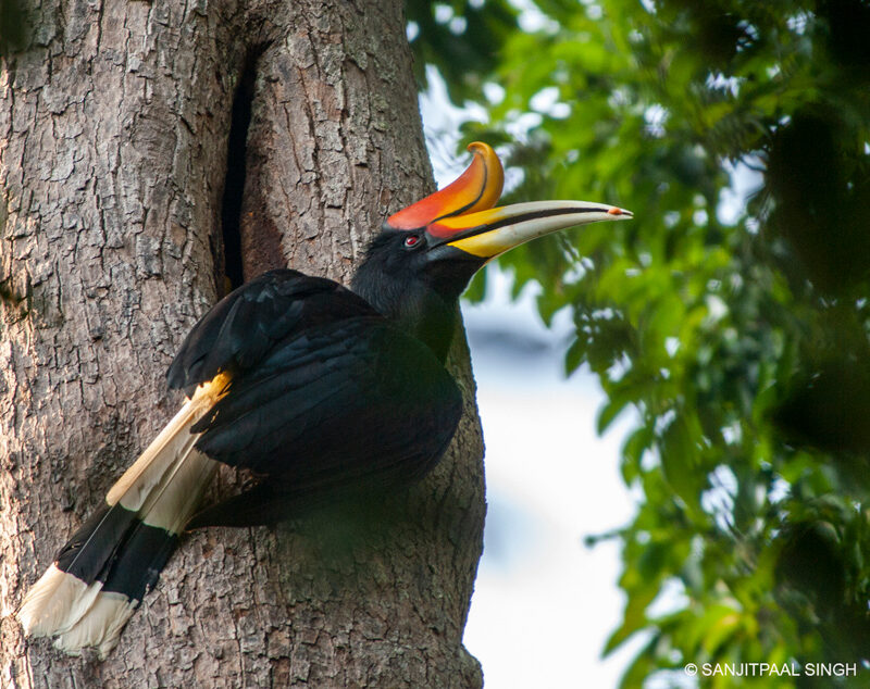 Rhinoceros Hornbill