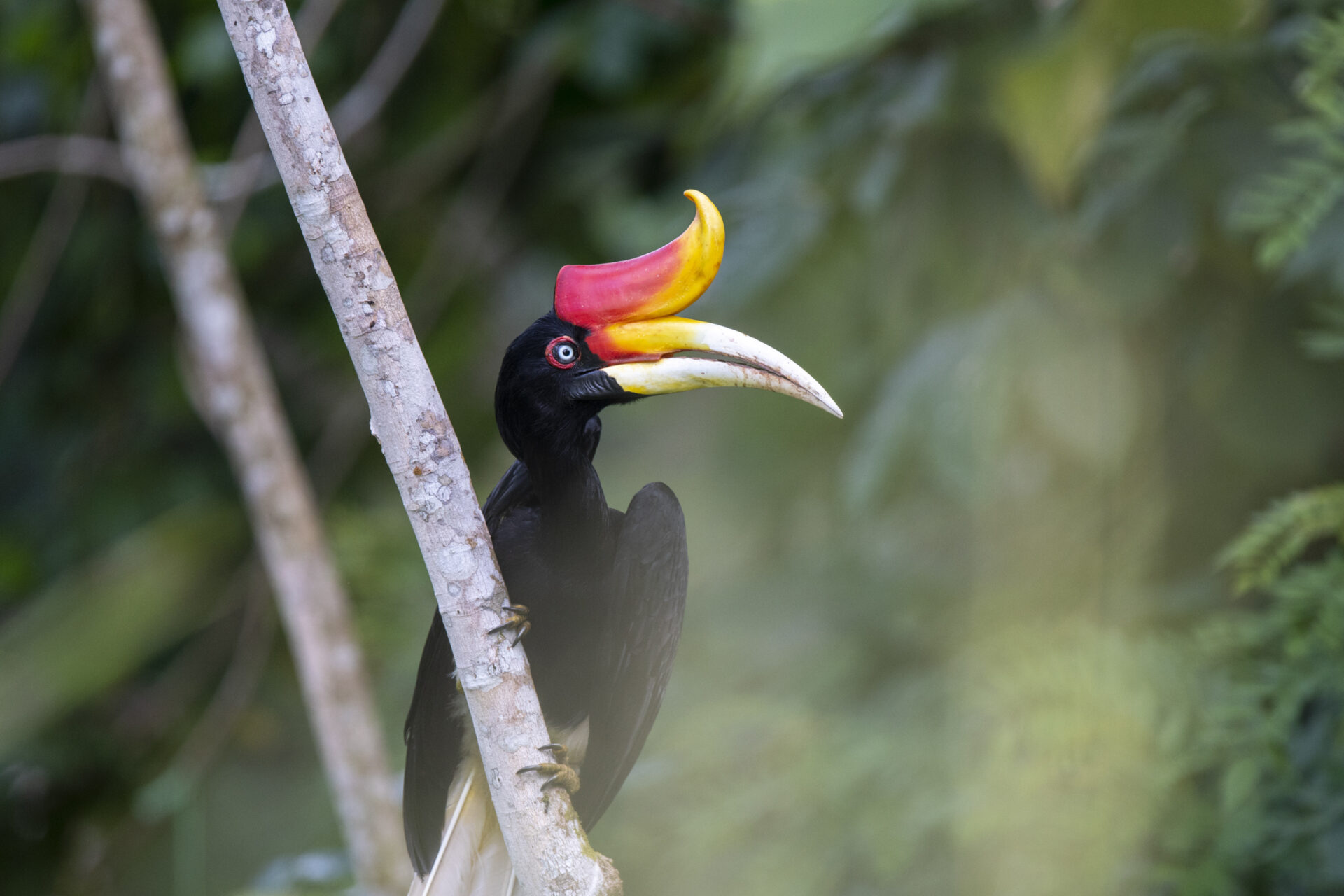 Rhinoceros Hornbill