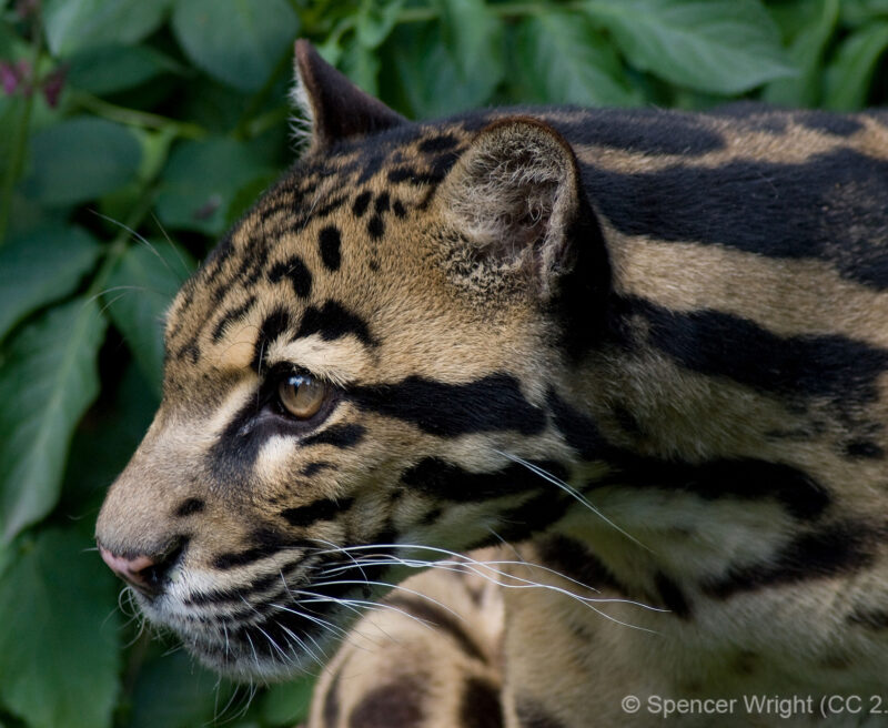 Sunda Clouded Leopard