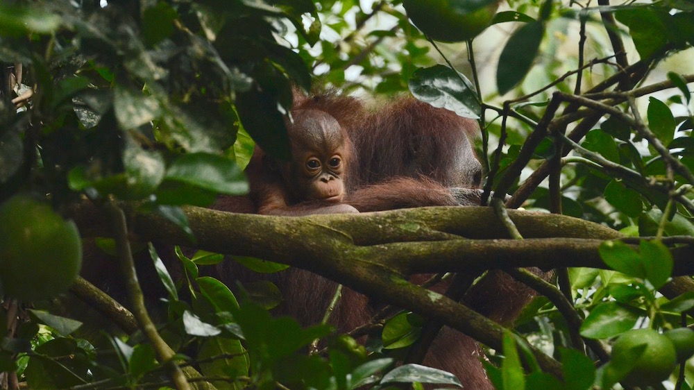 Bornean Orangutang baby