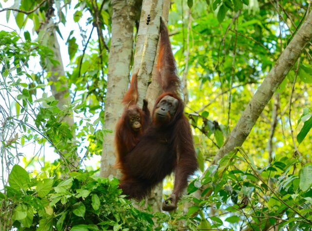 Bornean Orangutan