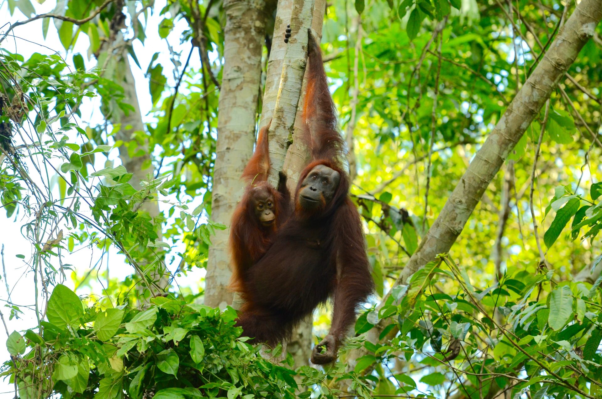 Bornean Orangutan