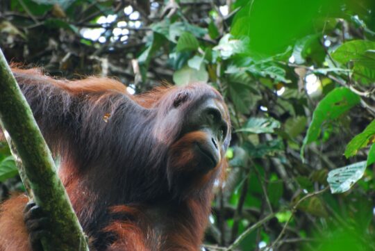 Urgent Appeal - Saving Borneo’s Orangutan Corridors