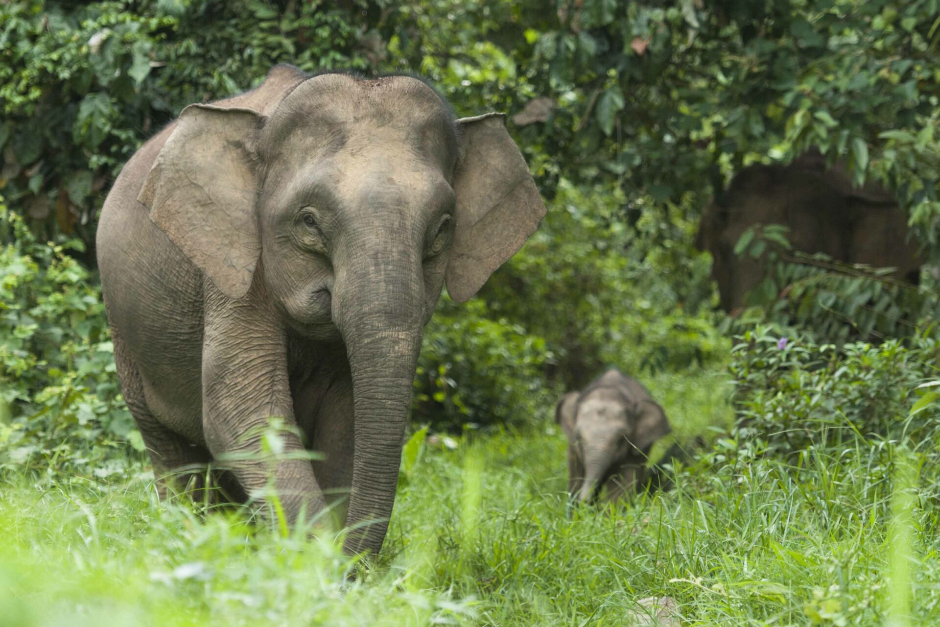 Bornean Elephant