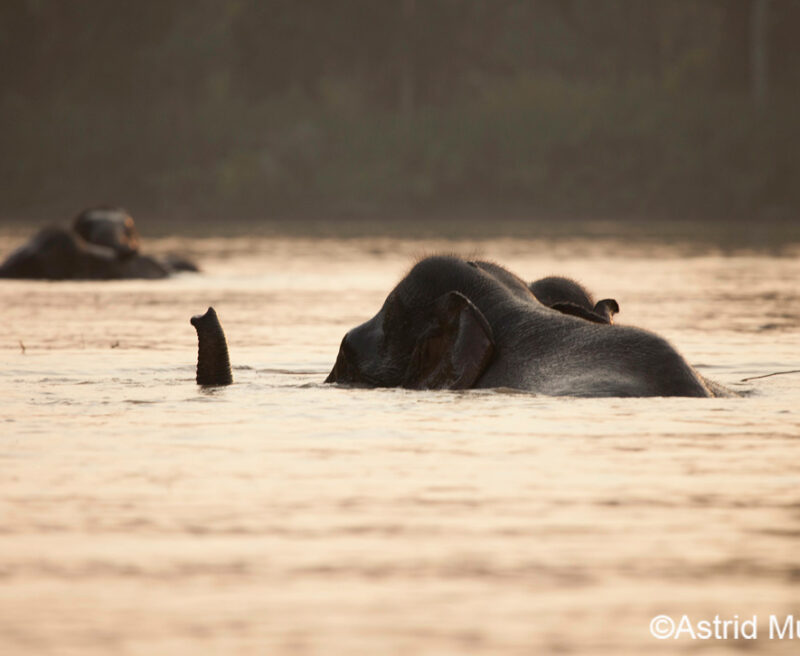 Bornean Elephants