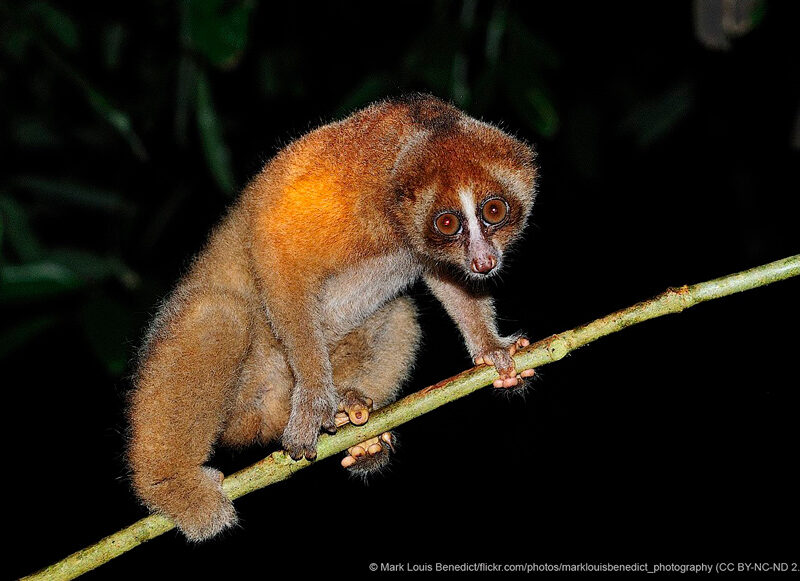 Animals Of Borneo - WorldAtlas