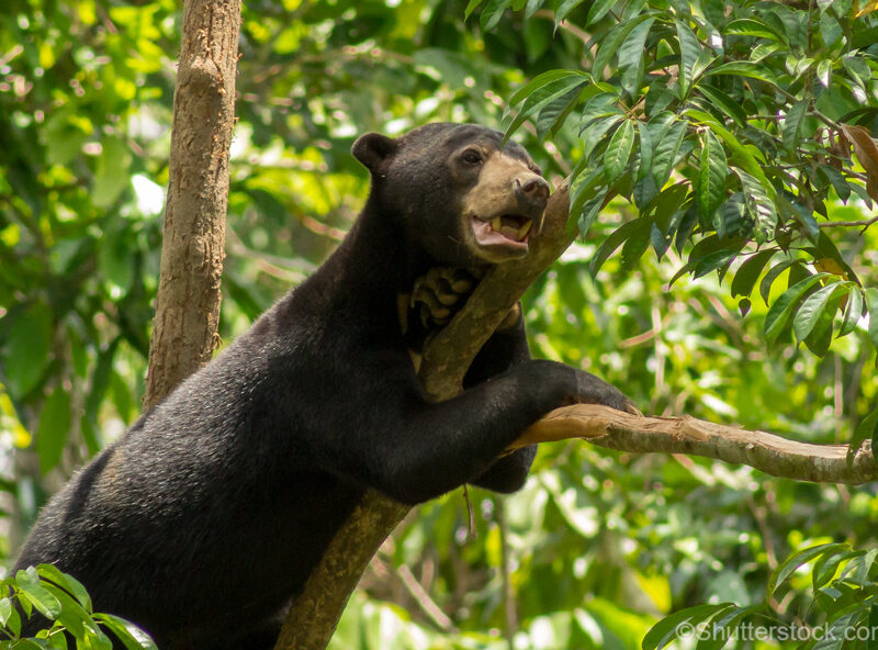 Sun Bear