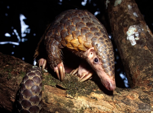 Discovering the Sunda Pangolin: Incredible facts of a species you can help  save through our Borneo appeal - World Land Trust