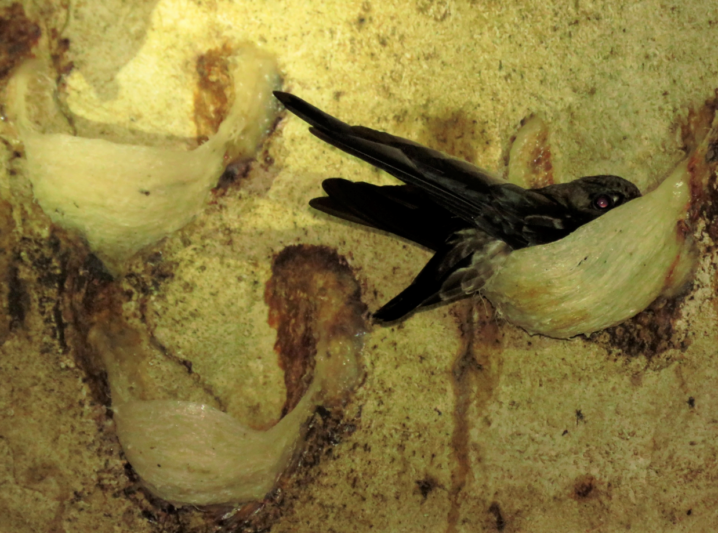 Beautiful Bird Nests in the World