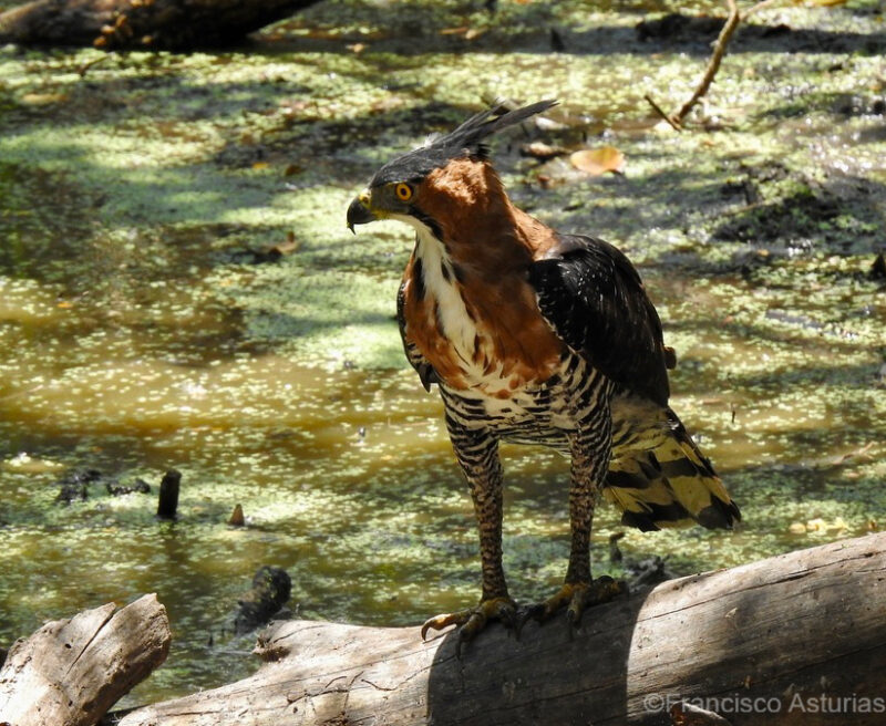 white ornate hawk eagle