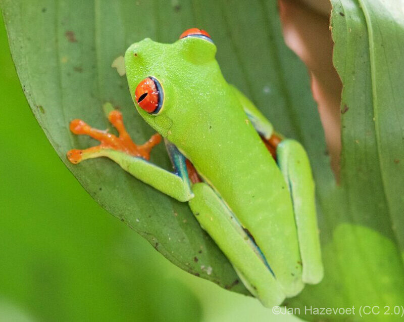 red eyed tree frog tadpoles