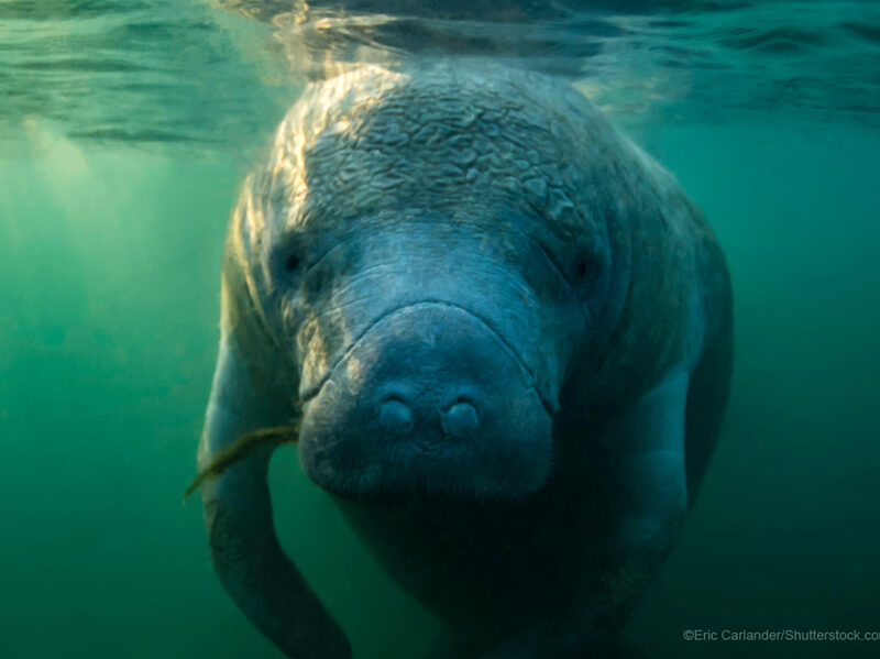 west indian manatee