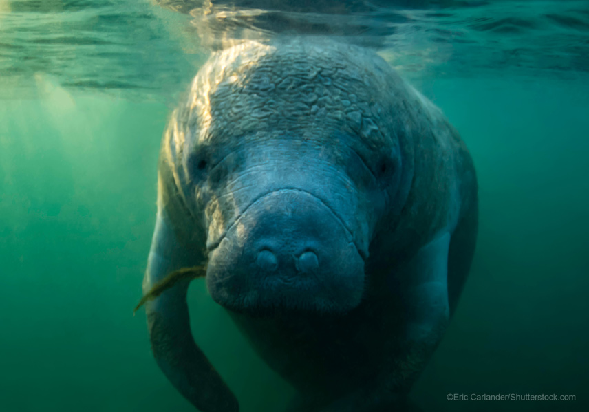 west indian manatee