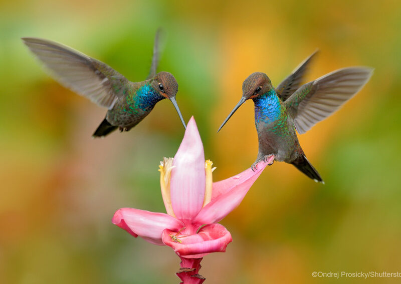 Hummingbirds