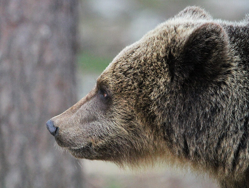 Eurasian Brown Bear profile view ©Scott Guiver