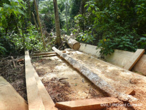 Small scale illegal logging operation in Cameroon