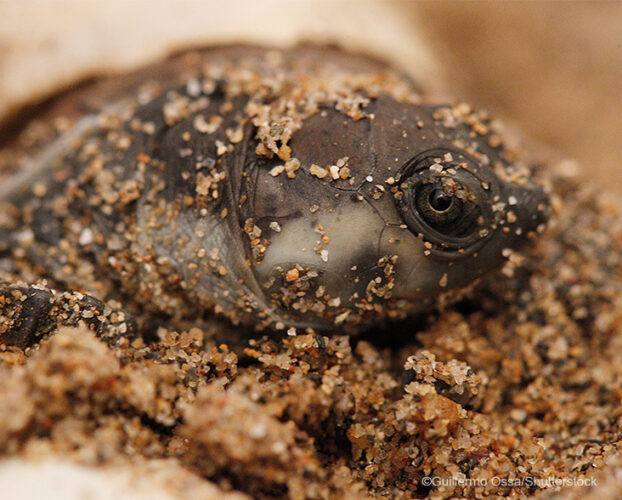 Magdalena River Turtle (Podocnemis lewyana)