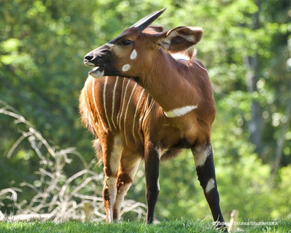 Mountain Bongo (Tragelaphus eurycerus isaaci)